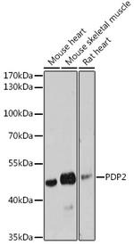 PDP2 Antibody in Western Blot (WB)