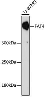 FAT4 Antibody in Western Blot (WB)