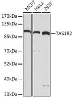 TAS1R2 Antibody in Western Blot (WB)