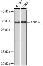 ANP32E Antibody in Western Blot (WB)