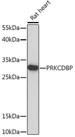 PRKCDBP Antibody in Western Blot (WB)