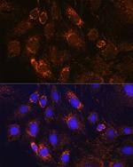 PDE12 Antibody in Immunocytochemistry (ICC/IF)