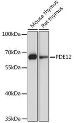 PDE12 Antibody in Western Blot (WB)