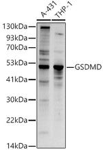 GSDMD Antibody in Western Blot (WB)