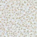 Lamin A/C Antibody in Immunohistochemistry (Paraffin) (IHC (P))