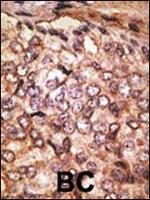 SIGLEC5 Antibody in Immunohistochemistry (Paraffin) (IHC (P))