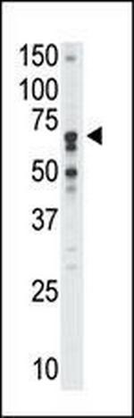 SIGLEC5 Antibody in Western Blot (WB)