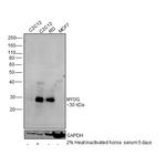 Myogenin Antibody