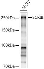 SCRIB Antibody in Western Blot (WB)