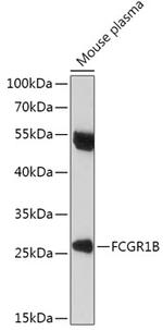 FCGR1B Antibody in Western Blot (WB)