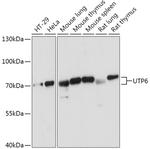UTP6 Antibody in Western Blot (WB)