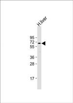 SIGLEC7 Antibody in Western Blot (WB)