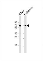 SIGLEC7 Antibody in Western Blot (WB)