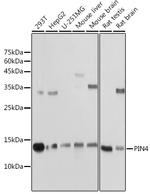 PIN4 Antibody in Western Blot (WB)