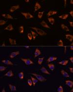 GRSF1 Antibody in Immunocytochemistry (ICC/IF)