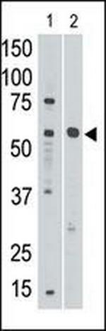 SIGLEC8 Antibody in Western Blot (WB)