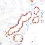 OSR1 Antibody in Immunohistochemistry (Paraffin) (IHC (P))