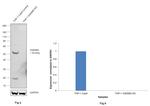 GSDMD Antibody in Western Blot (WB)