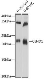 CEND Antibody in Western Blot (WB)