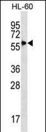 SIGLEC9 Antibody in Western Blot (WB)