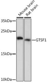 GTSF1 Antibody in Western Blot (WB)