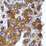 PIGU Antibody in Immunohistochemistry (Paraffin) (IHC (P))