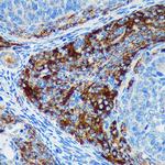 PIGU Antibody in Immunohistochemistry (Paraffin) (IHC (P))