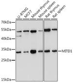 MITD1 Antibody in Western Blot (WB)