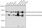 PPP2R1A/PPP2R2A/PPP2R1B Antibody in Western Blot (WB)