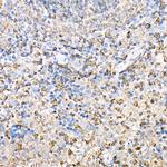 MHC Class II (I-Ab) Antibody in Immunohistochemistry (Paraffin) (IHC (P))