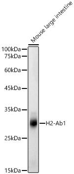 MHC Class II (I-Ab) Antibody in Western Blot (WB)