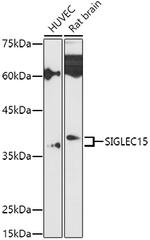 SIGLEC15 Antibody in Western Blot (WB)