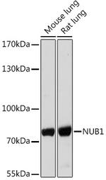 NYREN18 Antibody in Western Blot (WB)