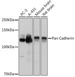 Pan-cadherin Antibody in Western Blot (WB)