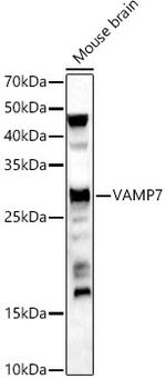 VAMP7 Antibody in Western Blot (WB)