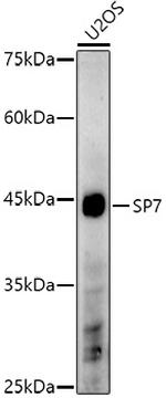 SP7 Antibody in Western Blot (WB)