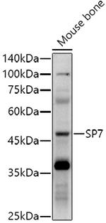 SP7 Antibody in Western Blot (WB)