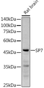 SP7 Antibody in Western Blot (WB)