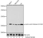 Lactyl-Histone H3 (Lys14) Antibody in Western Blot (WB)