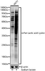 Lactic acid Lysine Antibody in Western Blot (WB)