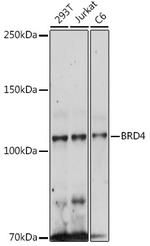 BRD4 Antibody in Western Blot (WB)