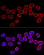 Lamin B1 Antibody in Immunocytochemistry (ICC/IF)