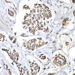 Lamin B1 Antibody in Immunohistochemistry (Paraffin) (IHC (P))