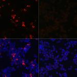 SARS-CoV-2 Spike Protein (RBD) Antibody in Immunocytochemistry (ICC/IF)