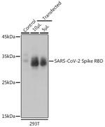 SARS-CoV-2 Spike Protein (RBD) Antibody in Western Blot (WB)