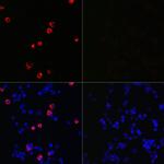 SARS-CoV-2 Spike Protein S2 Antibody in Immunocytochemistry (ICC/IF)