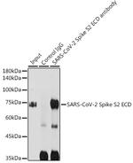 SARS-CoV-2 Spike Protein S2 Antibody in Immunoprecipitation (IP)