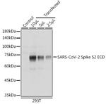 SARS-CoV-2 Spike Protein S2 Antibody in Western Blot (WB)