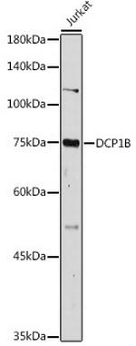 DCP1B Antibody in Western Blot (WB)