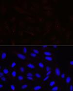 Pericentrin Antibody in Immunocytochemistry (ICC/IF)